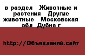  в раздел : Животные и растения » Другие животные . Московская обл.,Дубна г.